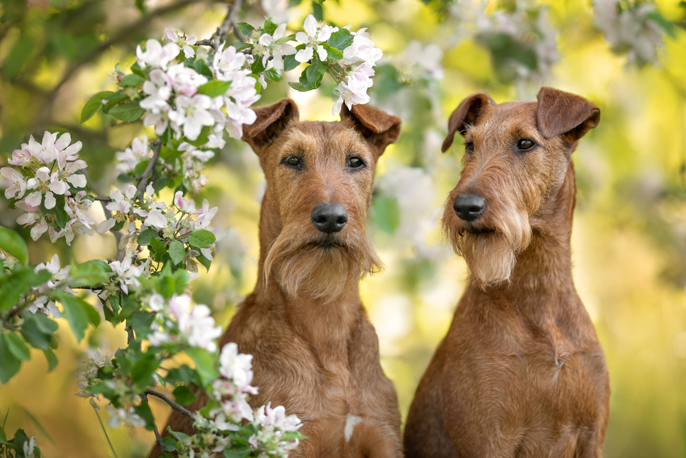 two irish terrier dogs posing together in spring