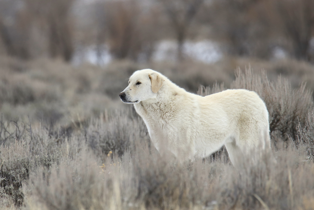 kuvasz dog in a snowy prairie