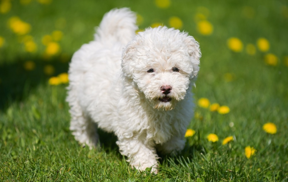 Puli white dog puppy cub