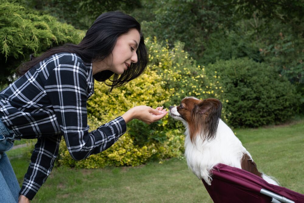 Handsome young woman trains her papillon