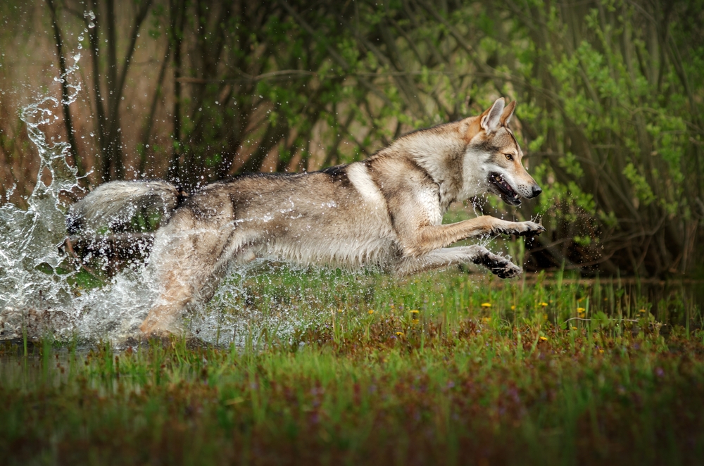 The Czechoslovakian Wolfdog