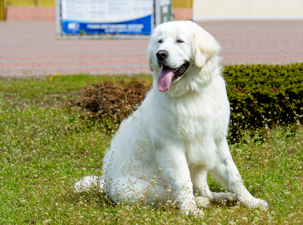 kuvasz sitting on grass with tongue out