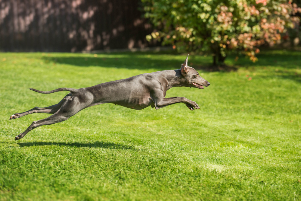 italian greyhound running through grass