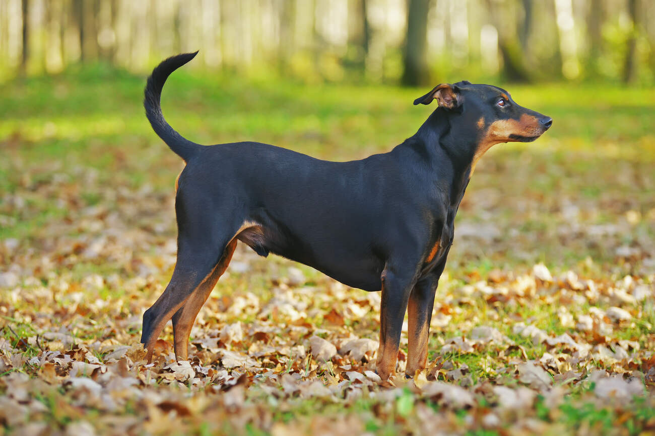 Black and tan German Pinscher