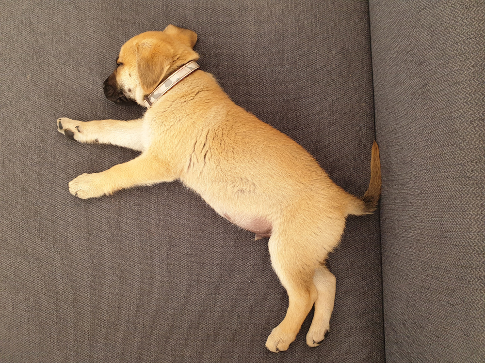 sleeping puppy, Black Mouth Cur dog