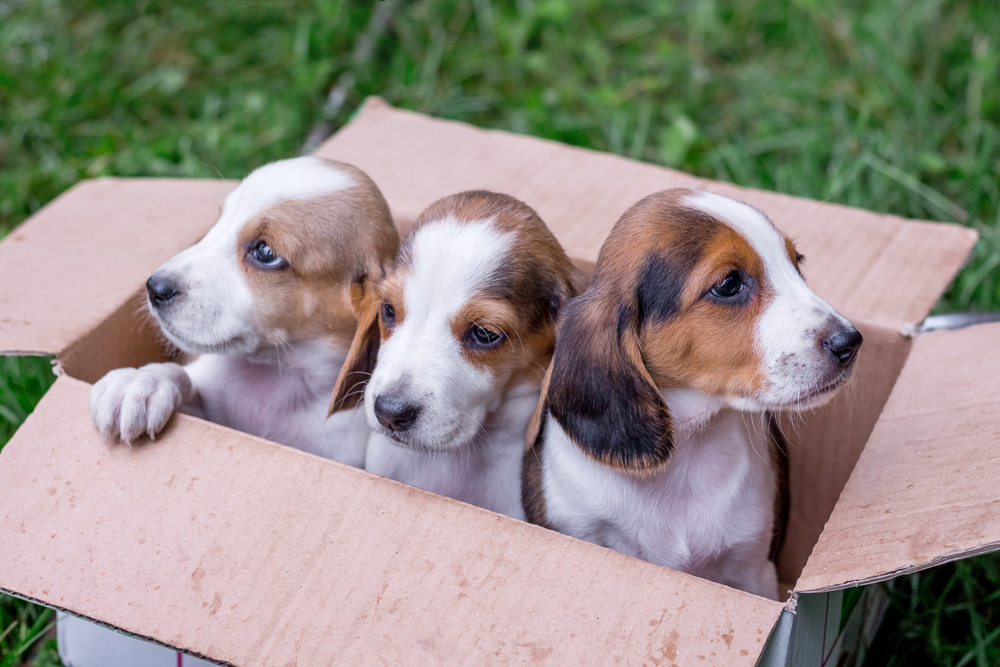 three estonian hound puppies inside a box