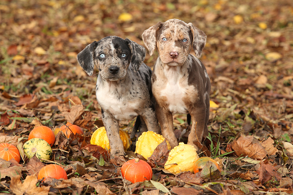 Two Catahoula Leopard puppies with pumpkins