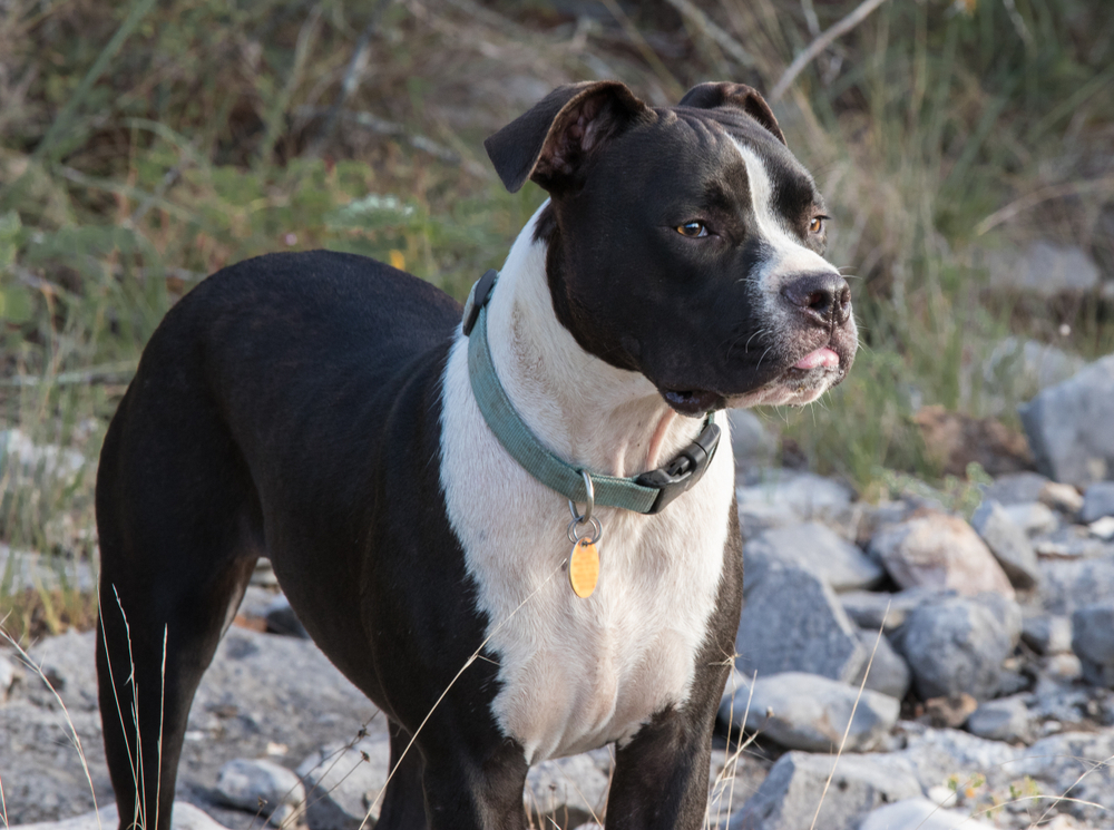 valley-bulldog-standing-in-the-nature