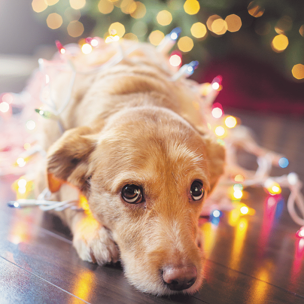 Help! My Dog Ate Christmas Dangerous Holiday "Snacks" Dogster