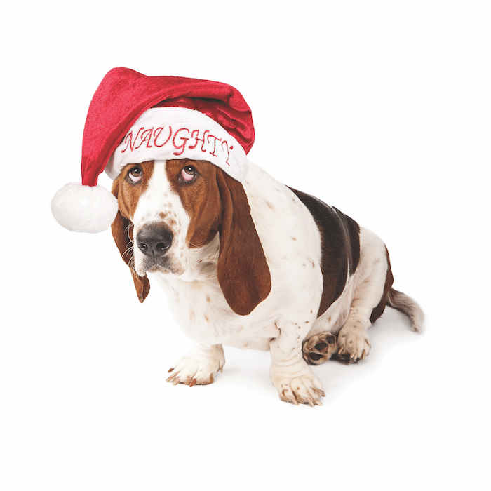 solutions to dog behavior problems during the holidays