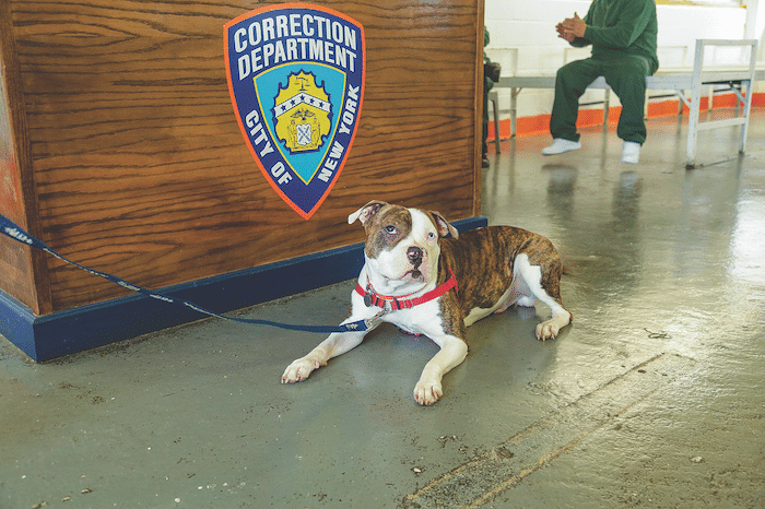 Ending Breed Discrimination