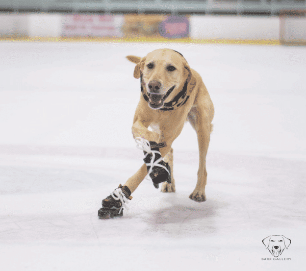ice-skating dog