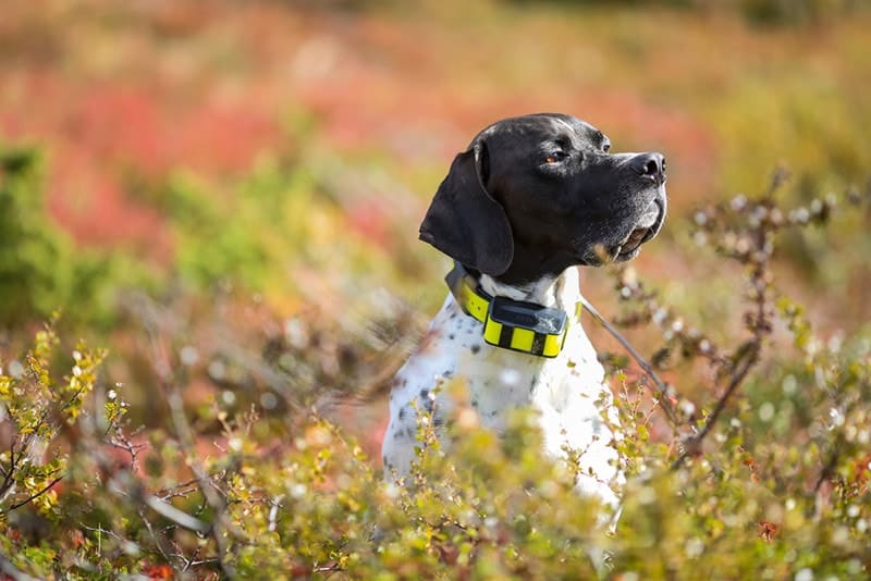 Dog english pointer with GPS collar sitting in the grass