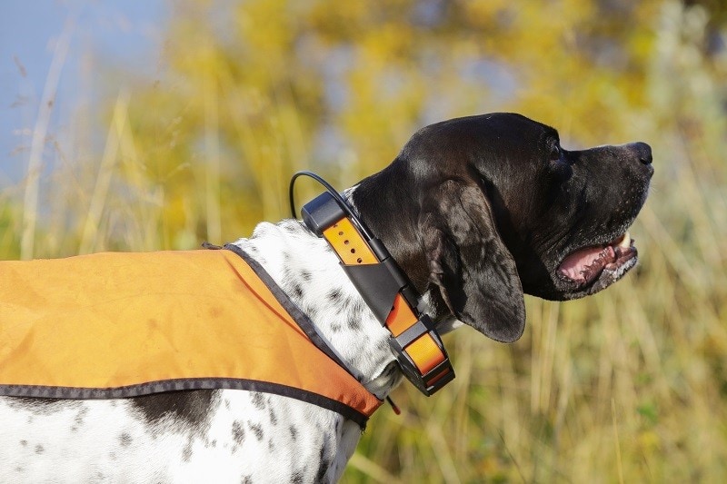 dog wearing gps tracker in the field