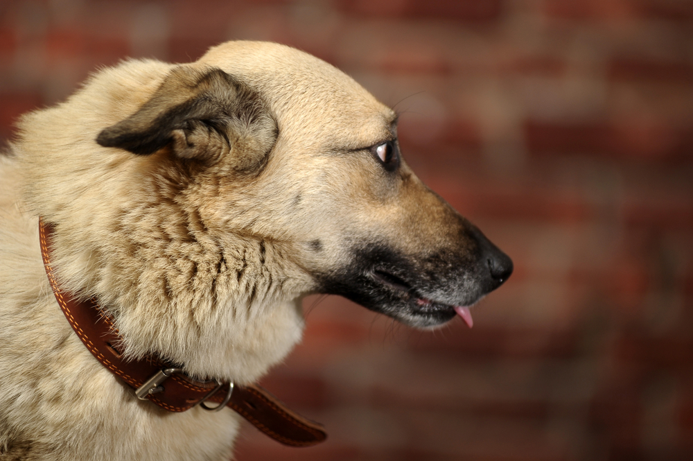 dog with hackles raised