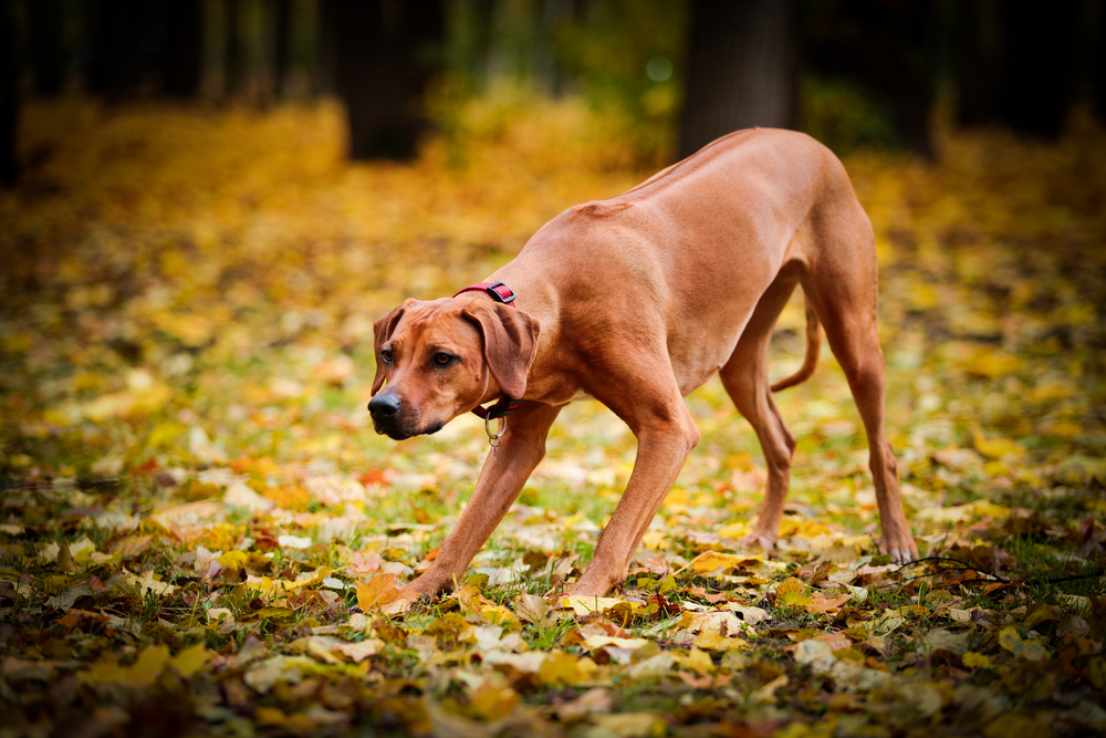 rhodesian ridgeback with raised hackles looking at something