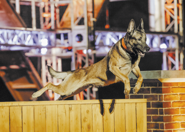 A&E's America's Top Dog