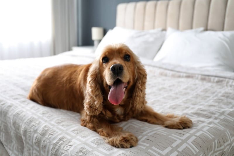English Cocker Spaniel dog lying on hotel room bed