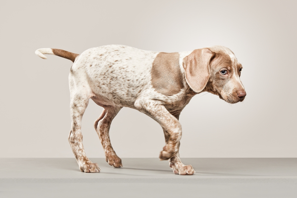 piebald weimaraner puppy