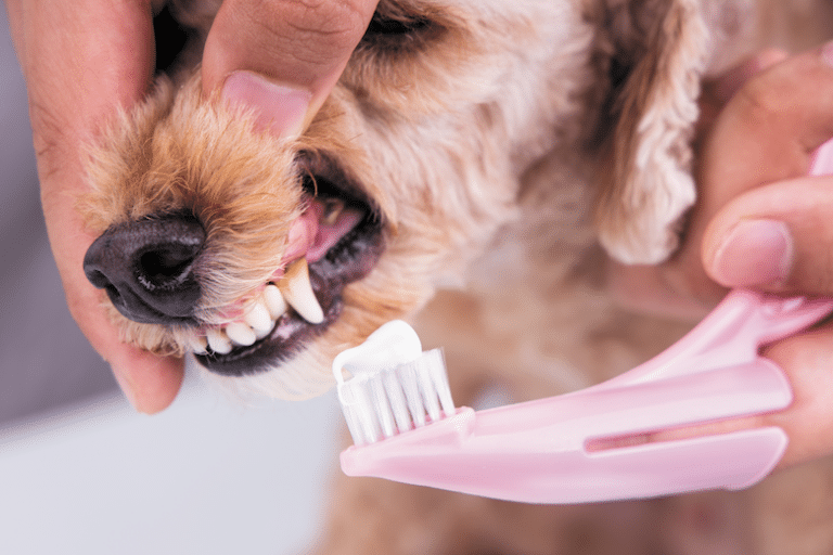 Why Do Dogs Need Their Teeth Brushed? (Facts, & FAQ) Dogster