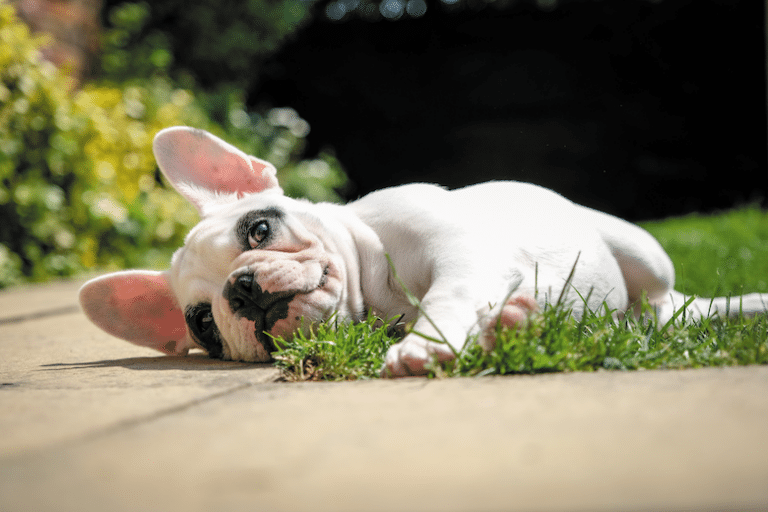 Why is My Dog Collapsing? 6 Reasons for Sudden Collapse Dogster