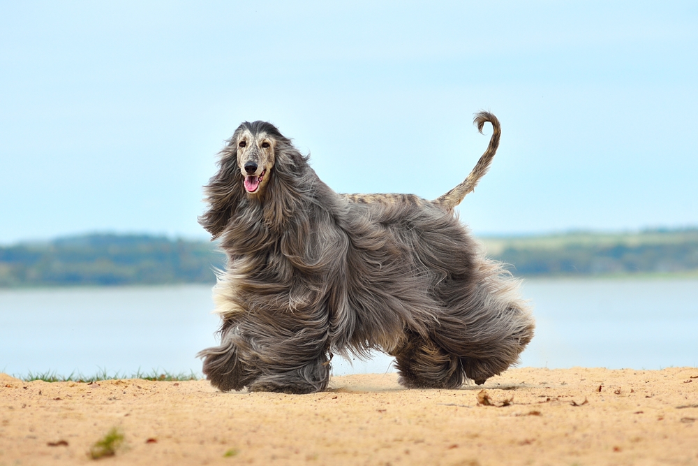 Top 20 Most Expensive Dog Breeds Infoupdate