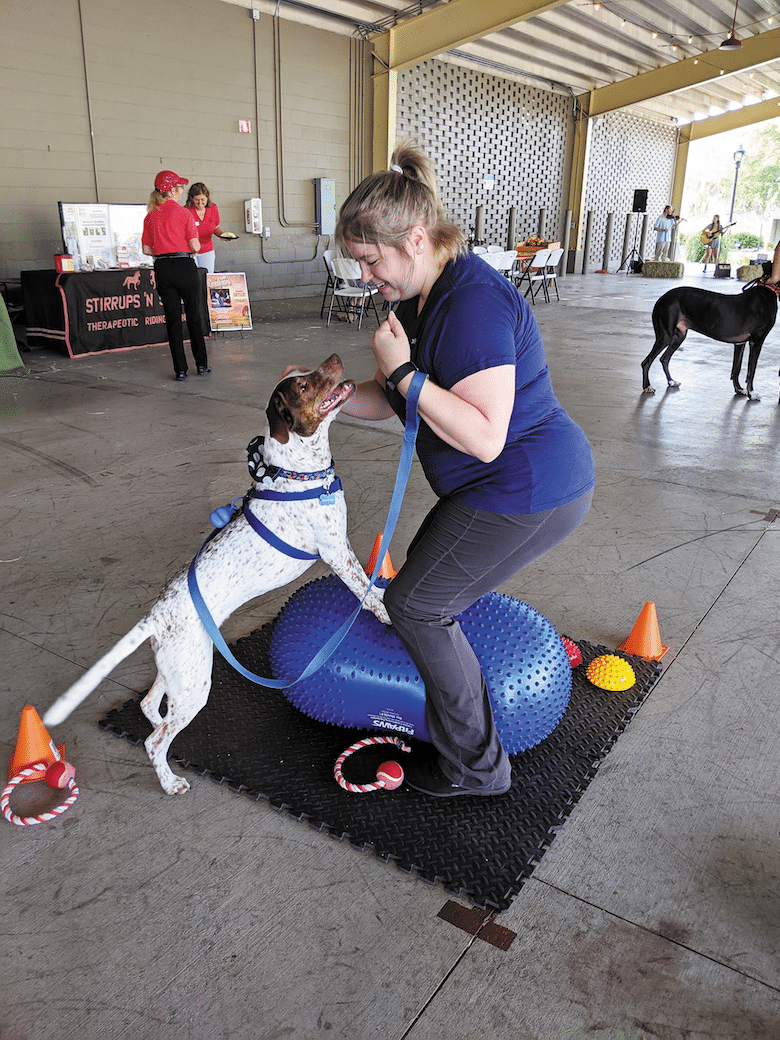 gyms for dogs
