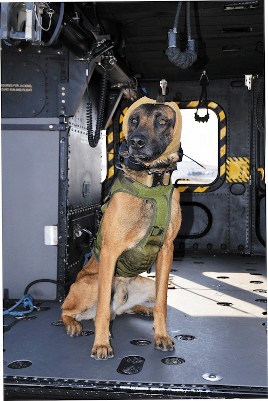 How Can I Protect My Dogs Ears From Loud Noises