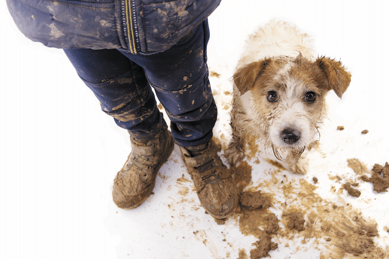 spring cleaning for dog owners