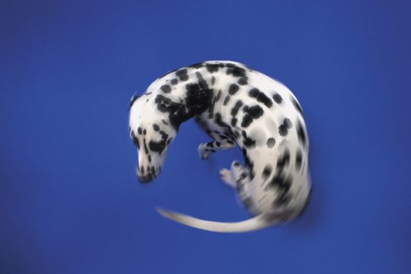 Dalmatian spinning