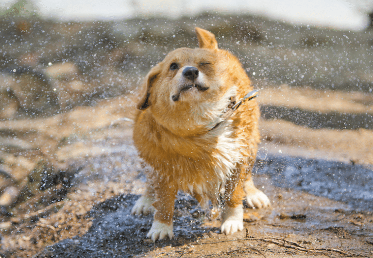 Why Do Dogs Smell Bad When Wet? (Facts, & FAQ) Dogster