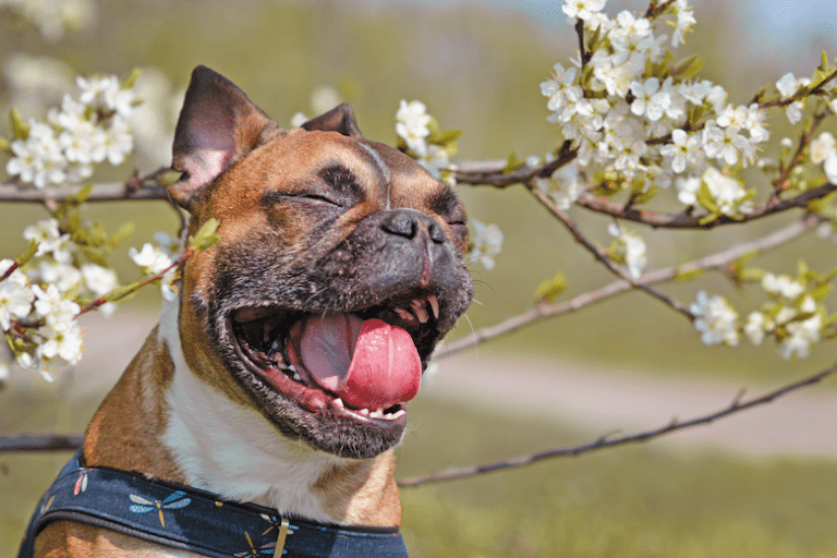 Does My Dog Have Asthma? Signs, Symptoms, & Treatments Dogster