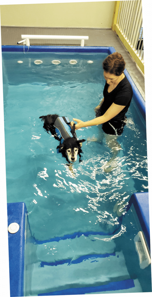 Physical Therapy for Dogs What it is, Benefits & Costs Dogster