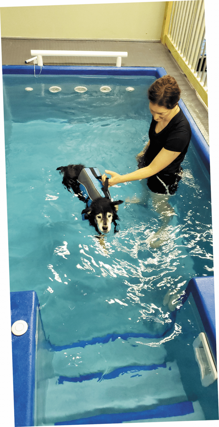 Physical Therapy for Dogs What it is, Benefits & Costs Dogster