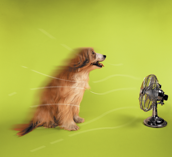 Why Do Dogs Have a Higher Body Temperature? Facts & FAQ Dogster