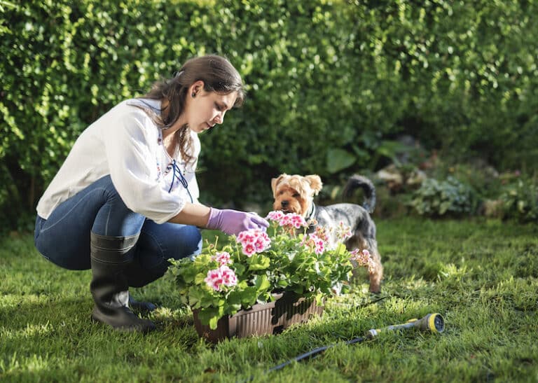 what garden plants are safe for dogs