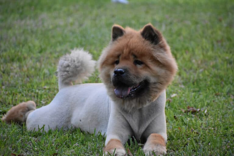 shaved bernese mountain dog