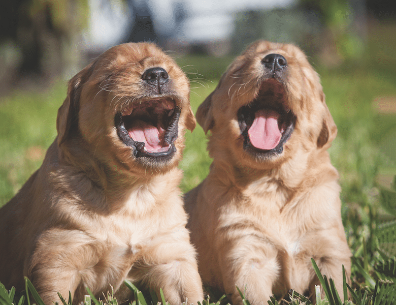 Why do Puppies Cry & Whine? Decoding Dog Sounds – Dogster