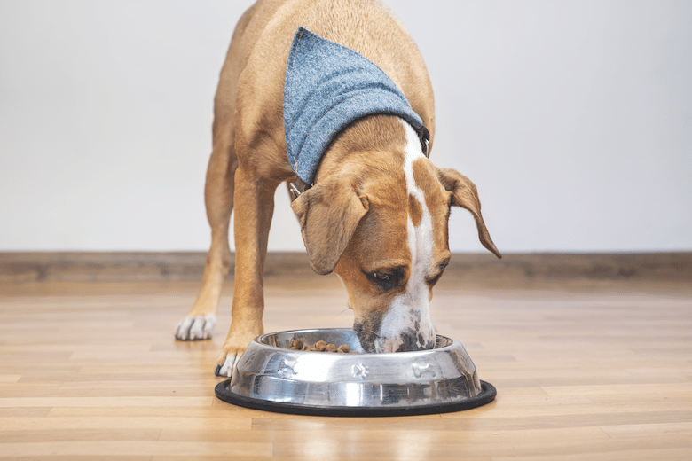 Healthy Feeding Tips for your dog