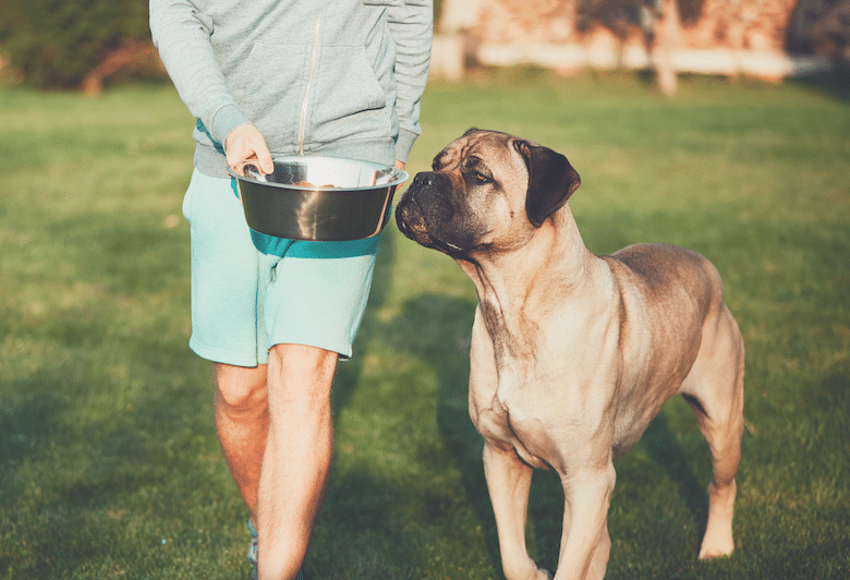 Healthy Feeding Tips for your dog