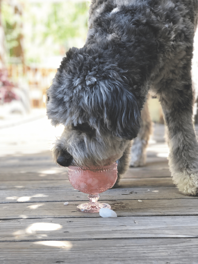 Doggie Cone DIY Frozen Dog Treat