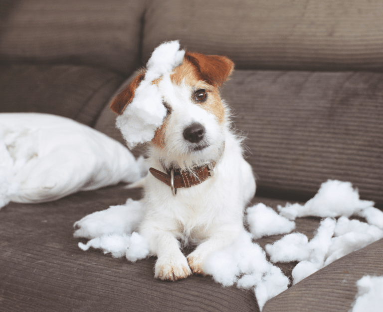 9 Top Dog Behavioral Problems And How To Solve Them Dogster