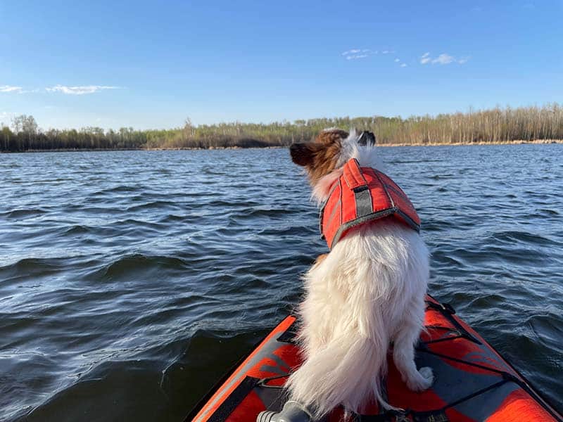 cute small dog in a lifejacket on prow of kayak