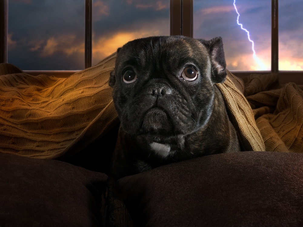 dog affraid of thunderstorm