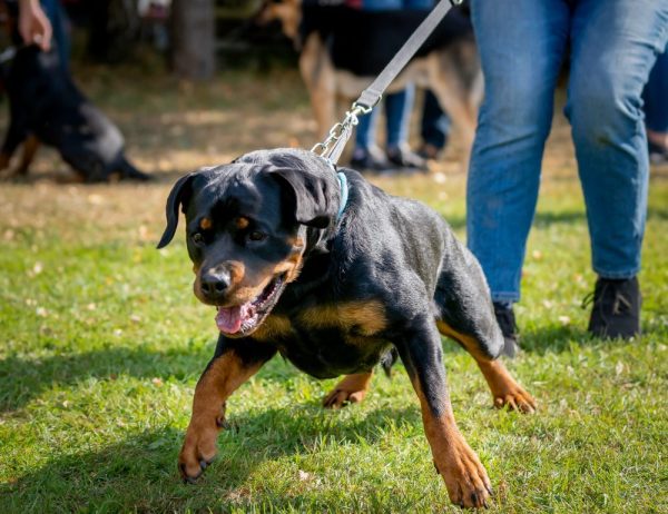 rottweiler pulling hard on leash