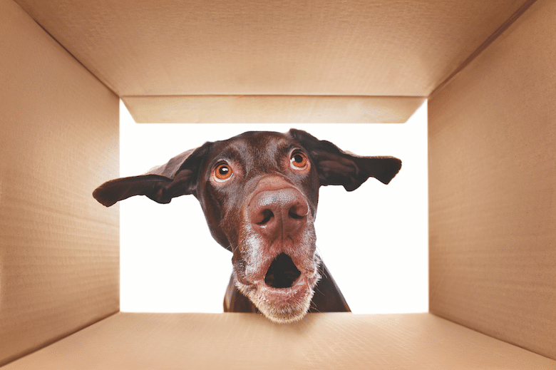 Engage Your Dog