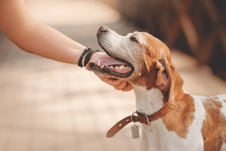 Rescue Dog Runaways