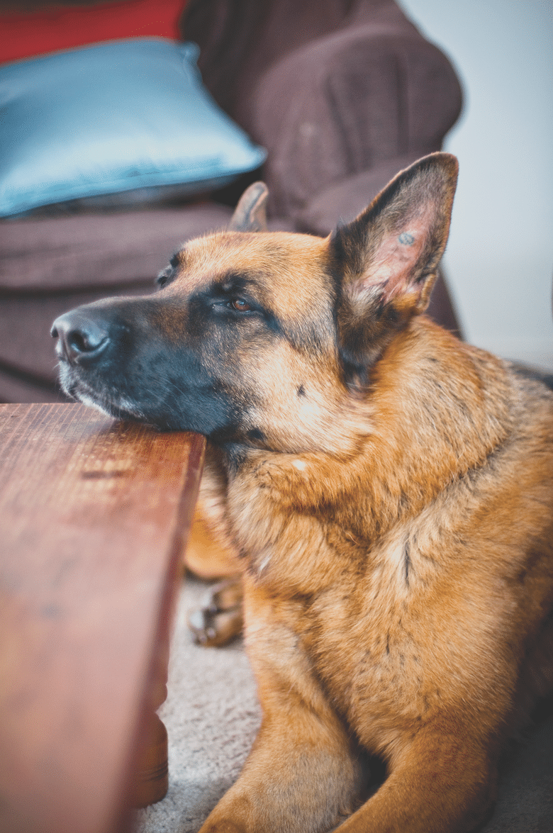 what do dogs think of work