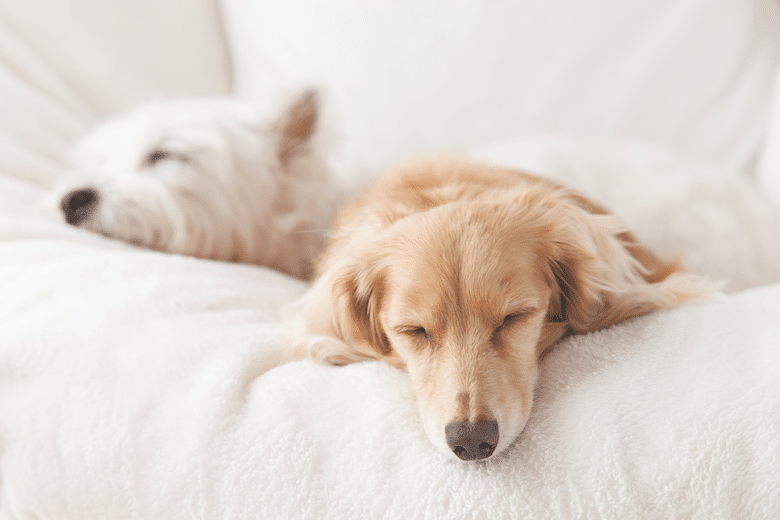 what do dogs think of work