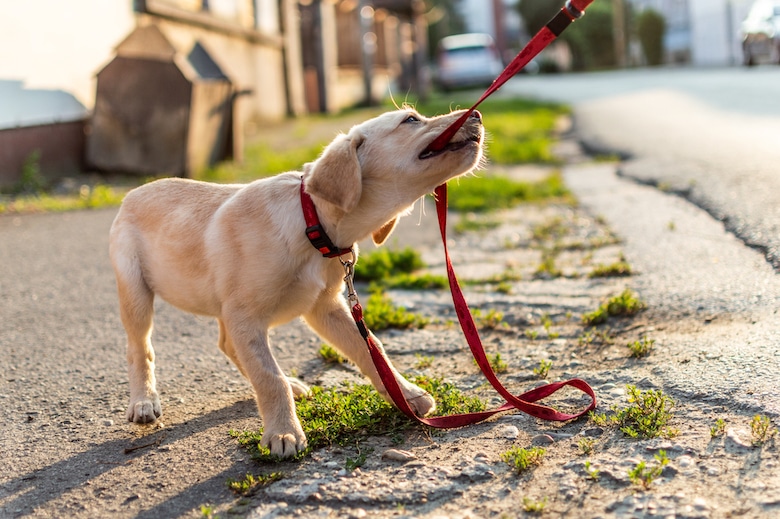 Why Your Dog Needs to be on a Leash in Public Places Dogster